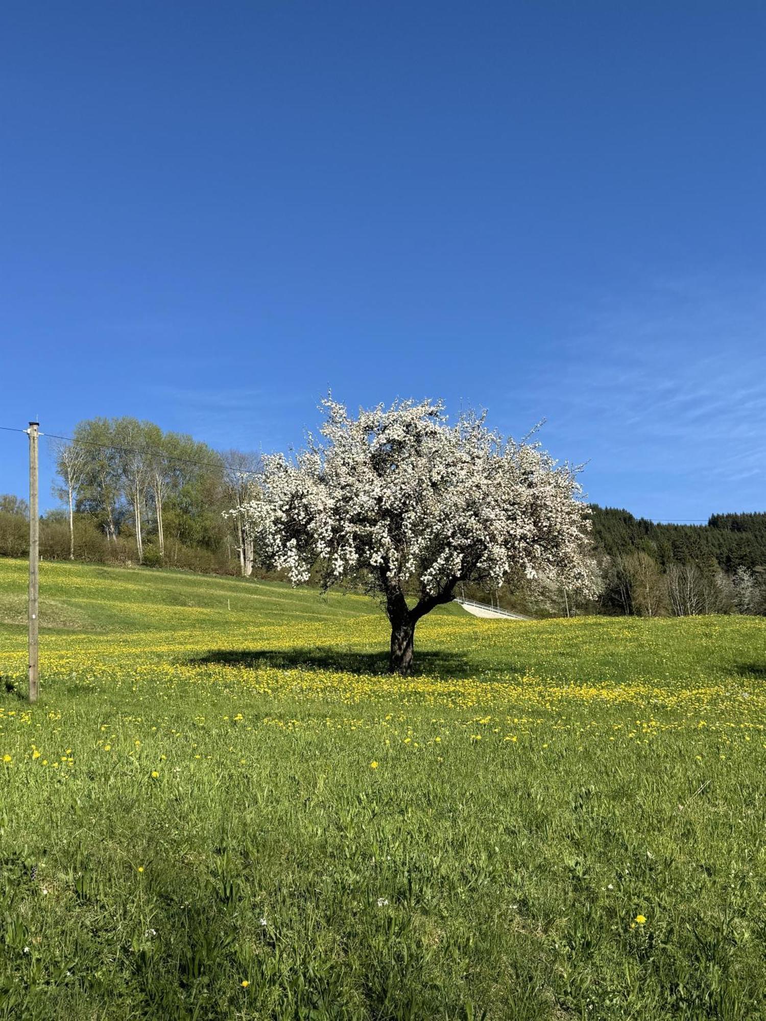 Ferienwohnungen Probst Ofterschwang Exterior foto